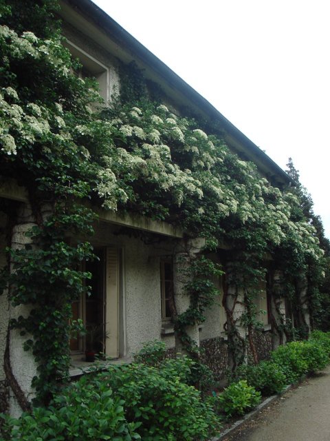 Hydrangea petiolaris EDB
